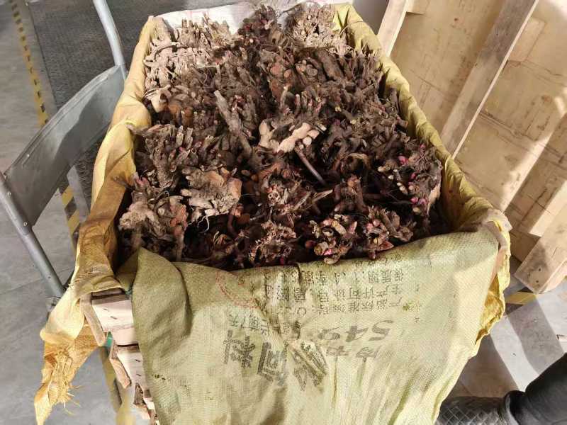 芍药，大富贵，产地大量发货，品种规格齐全，质量保证