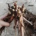 芍药，大富贵，产地大量发货，品种规格齐全，质量保证