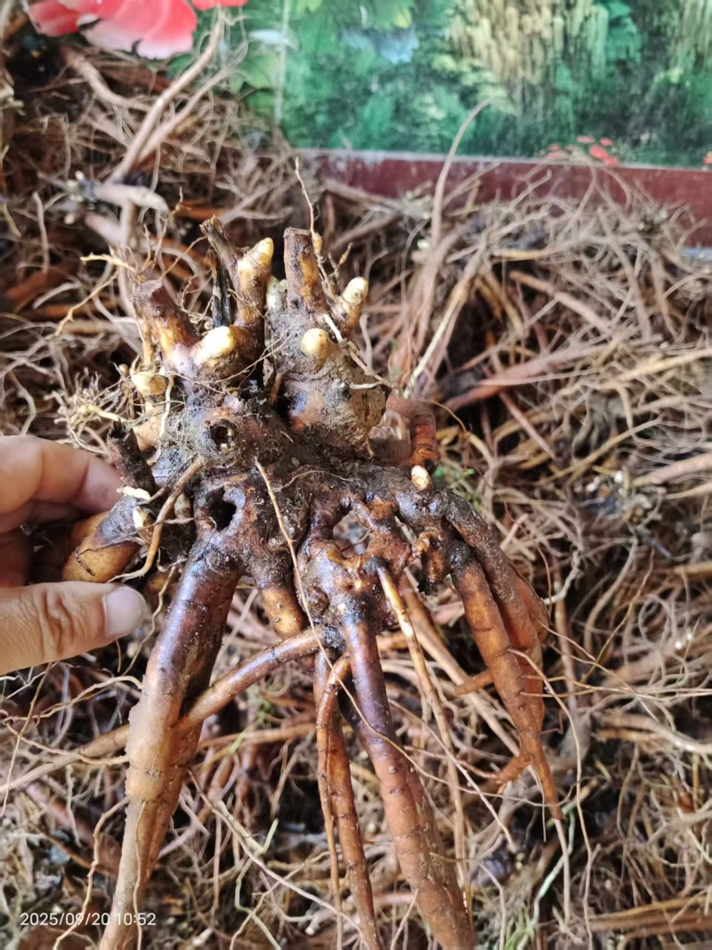 芍药，大富贵，产地大量发货，品种规格齐全，质量保证