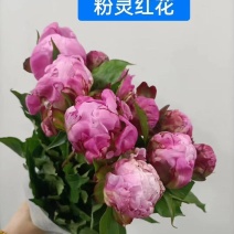 芍药，粉灵红花，山东产地大量发货，价格优惠