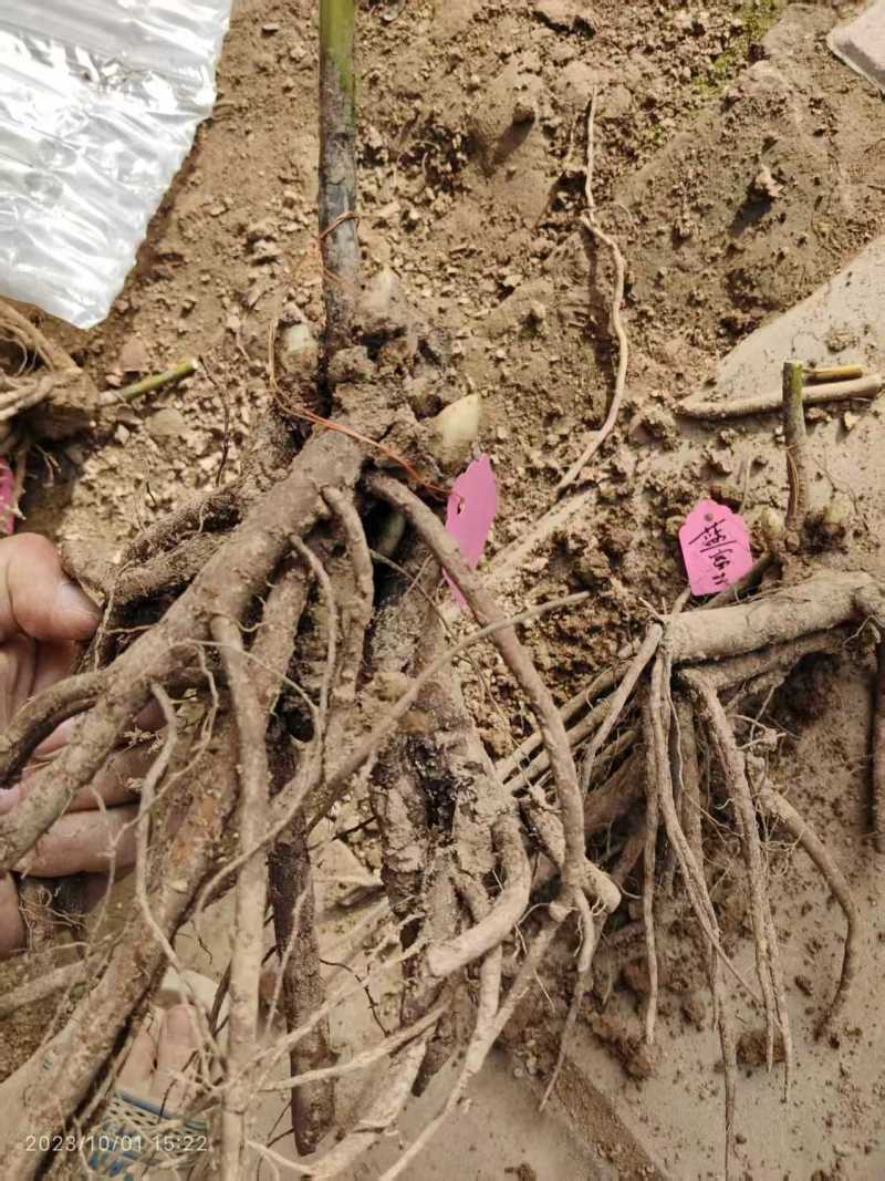 芍药，粉灵红花，山东产地大量发货，价格优惠