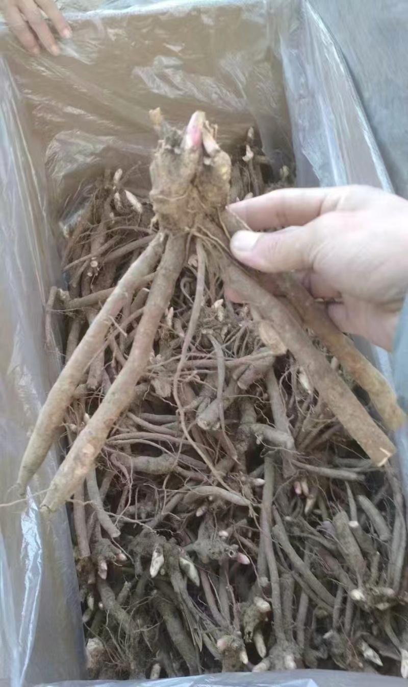 芍药，粉灵红花，山东产地大量发货，价格优惠
