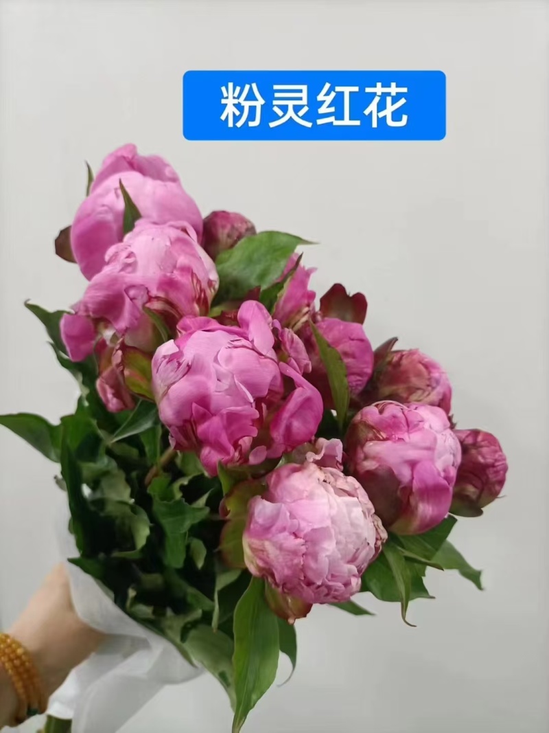 芍药，粉灵红花，山东产地大量发货，价格优惠