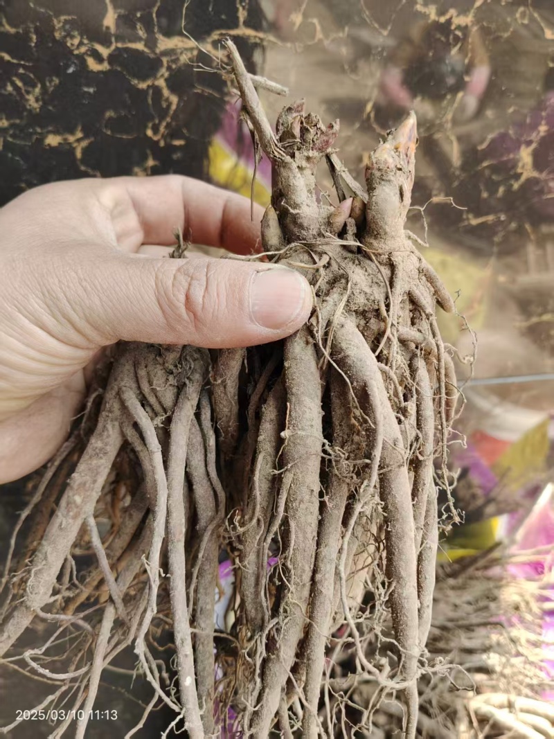 芍药，粉灵红花，山东产地大量发货，价格优惠