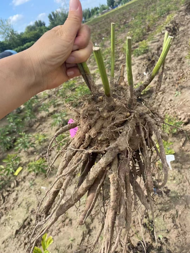 芍药，粉灵红花，山东产地大量发货，价格优惠