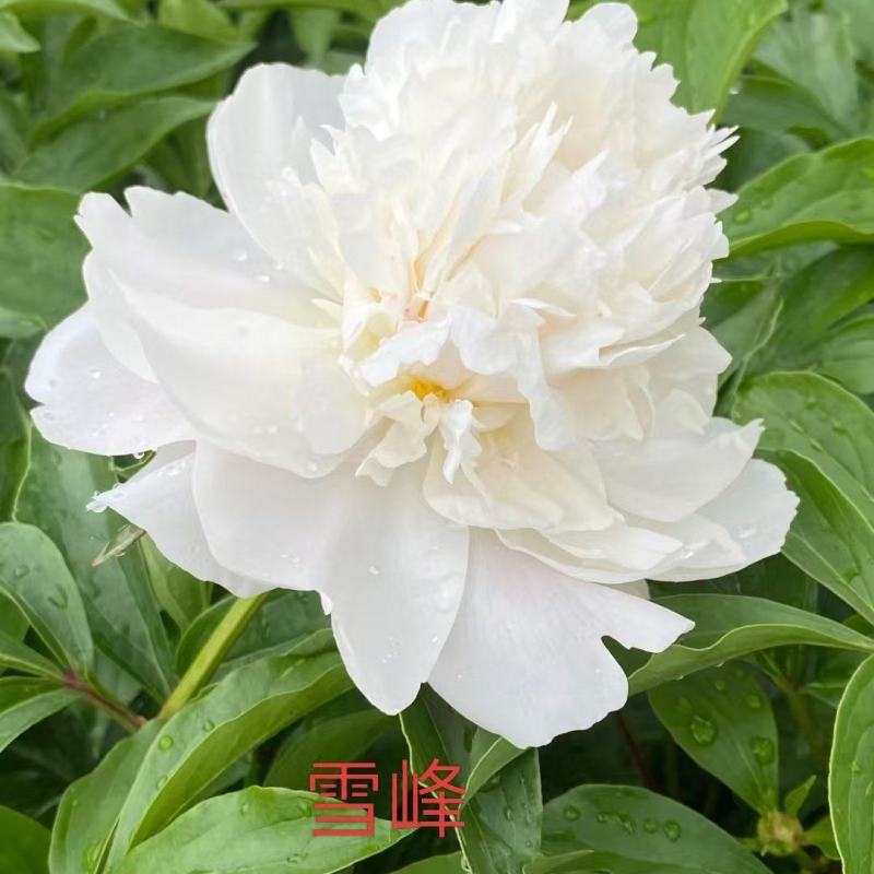 雪峰，芍药，质量保证，一手货源，产地大量发货