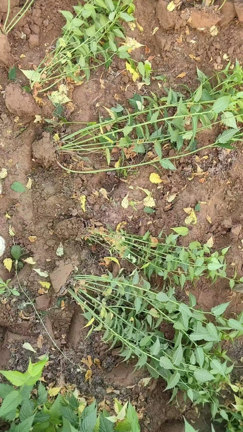 棣棠河北保定棣棠专业种植基地直销现挖现发