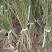 棣棠河北保定棣棠专业种植基地直销现挖现发
