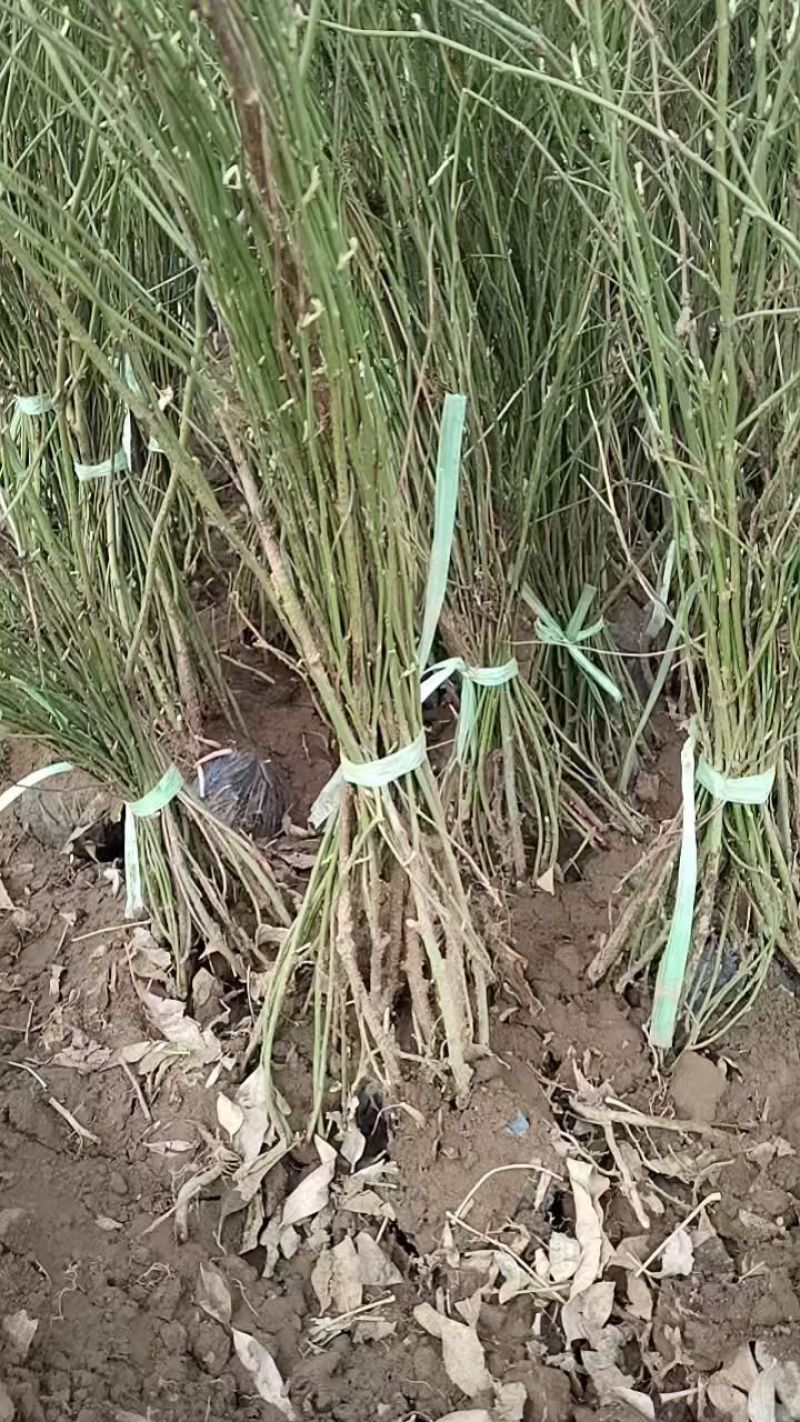 棣棠河北保定棣棠专业种植基地直销现挖现发