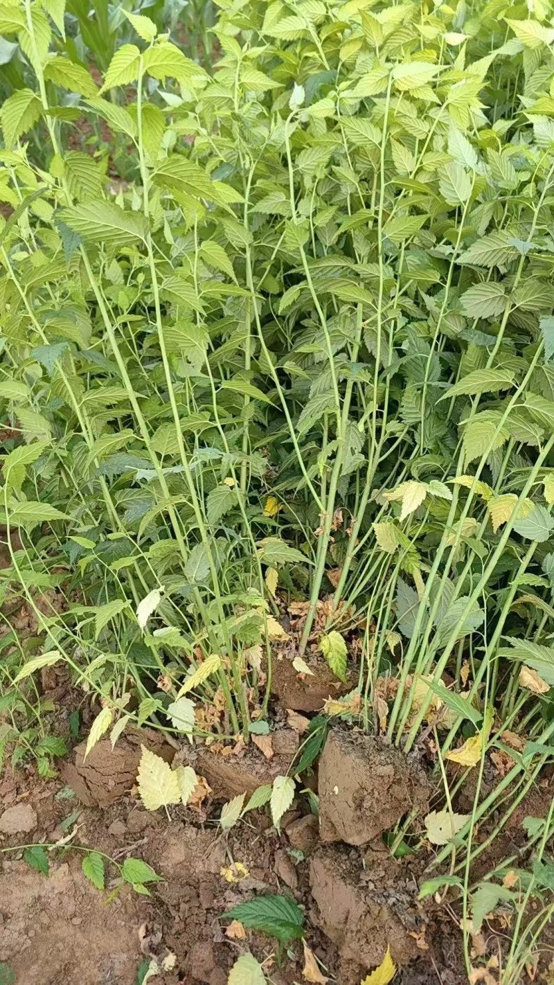 棣棠河北保定棣棠专业种植基地直销现挖现发