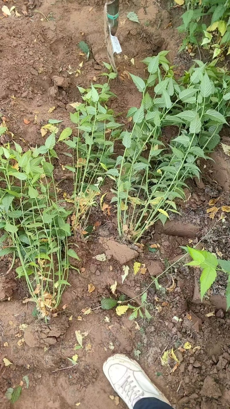 棣棠河北保定棣棠专业种植基地直销现挖现发