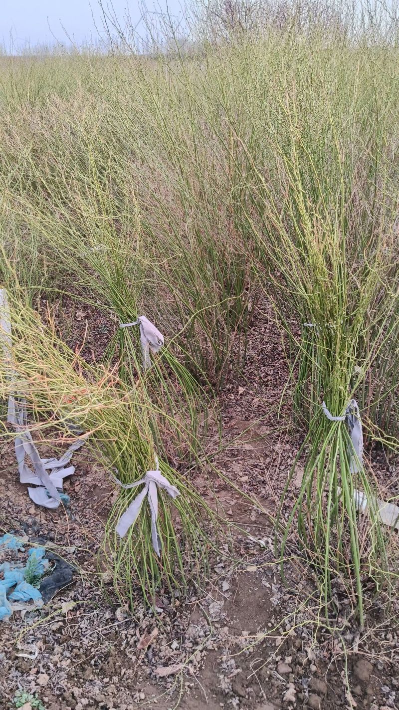 棣棠河北保定棣棠专业种植基地直销现挖现发