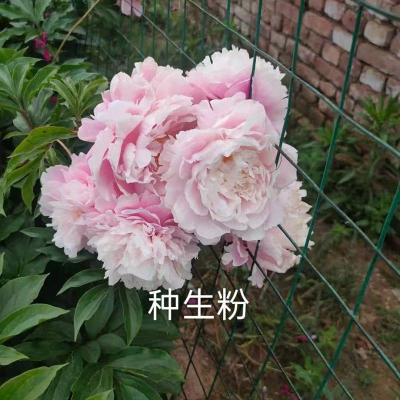 芍药种生粉，山东产地大量发货，规格齐全，质量保证