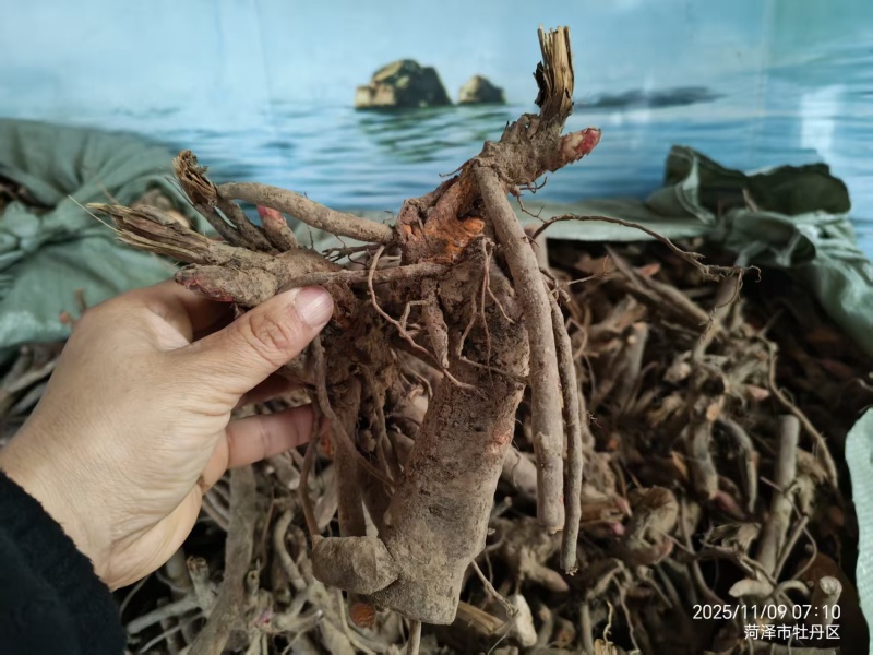 芍药种生粉，山东产地大量发货，规格齐全，质量保证