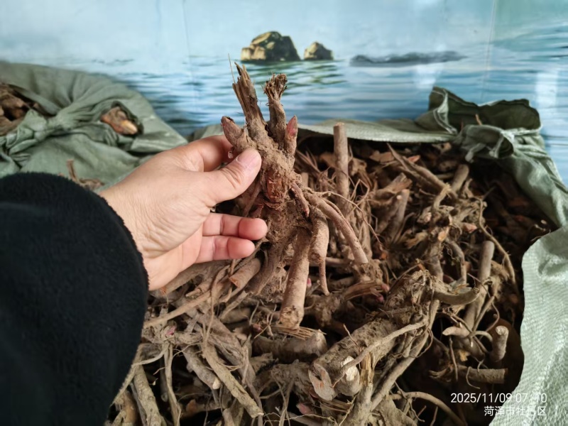 芍药种生粉，山东产地大量发货，规格齐全，质量保证
