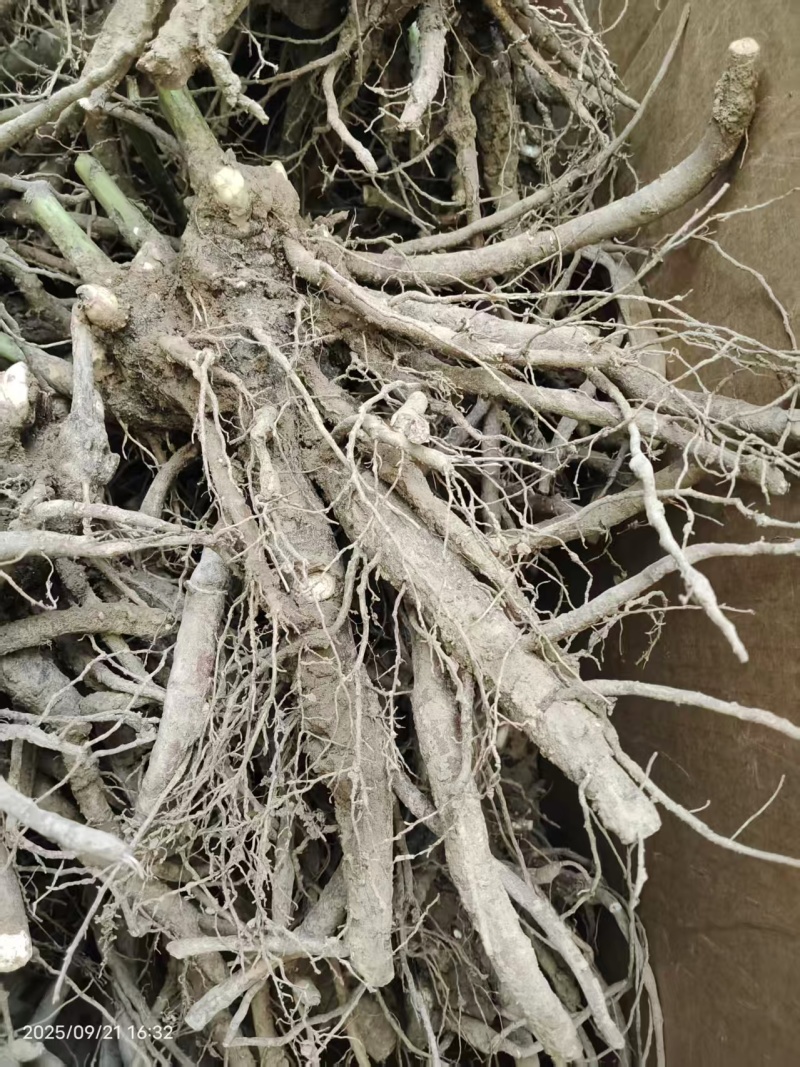 芍药种生粉，山东产地大量发货，规格齐全，质量保证
