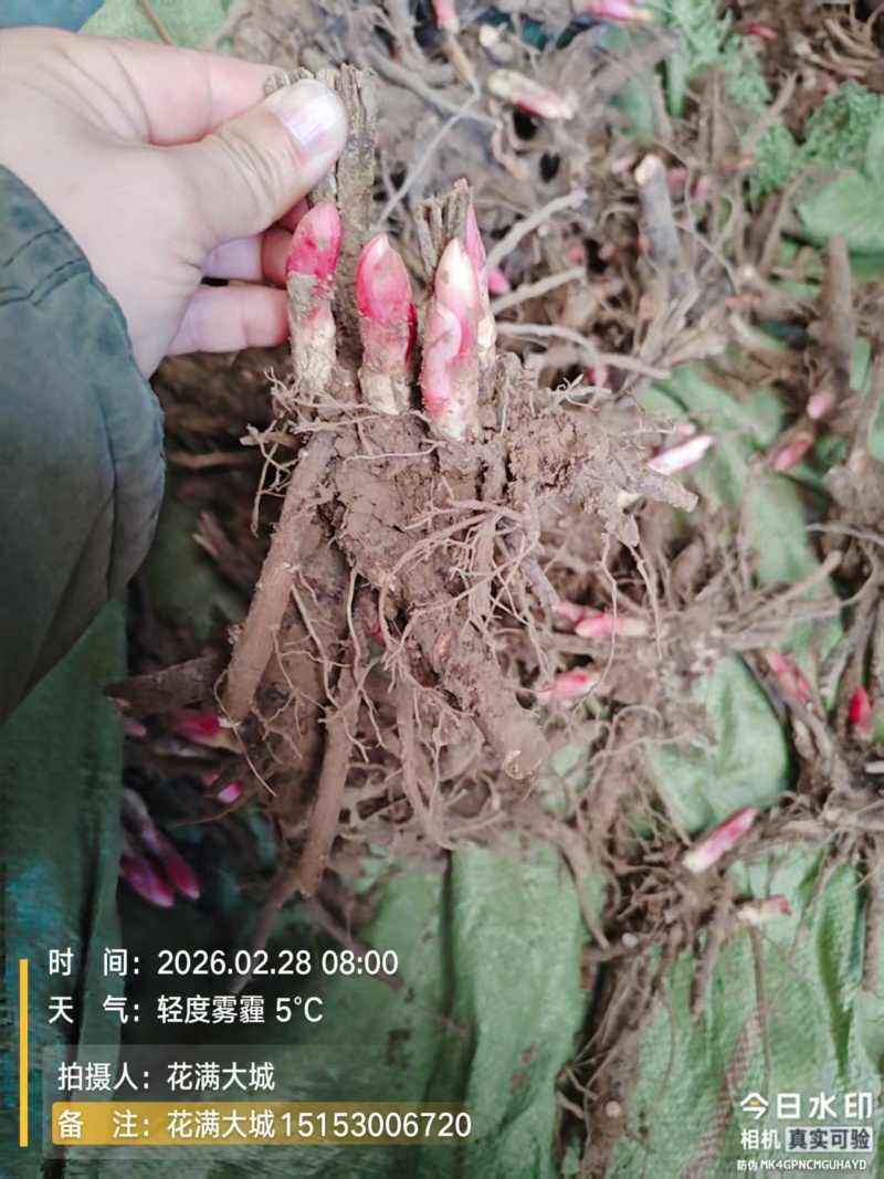 芍药种生粉，山东产地大量发货，规格齐全，质量保证
