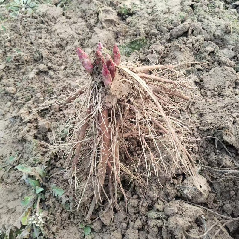 芍药种生粉，山东产地大量发货，规格齐全，质量保证