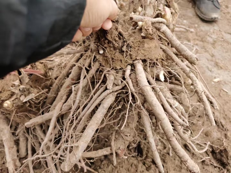 芍药种生粉，山东产地大量发货，规格齐全，质量保证
