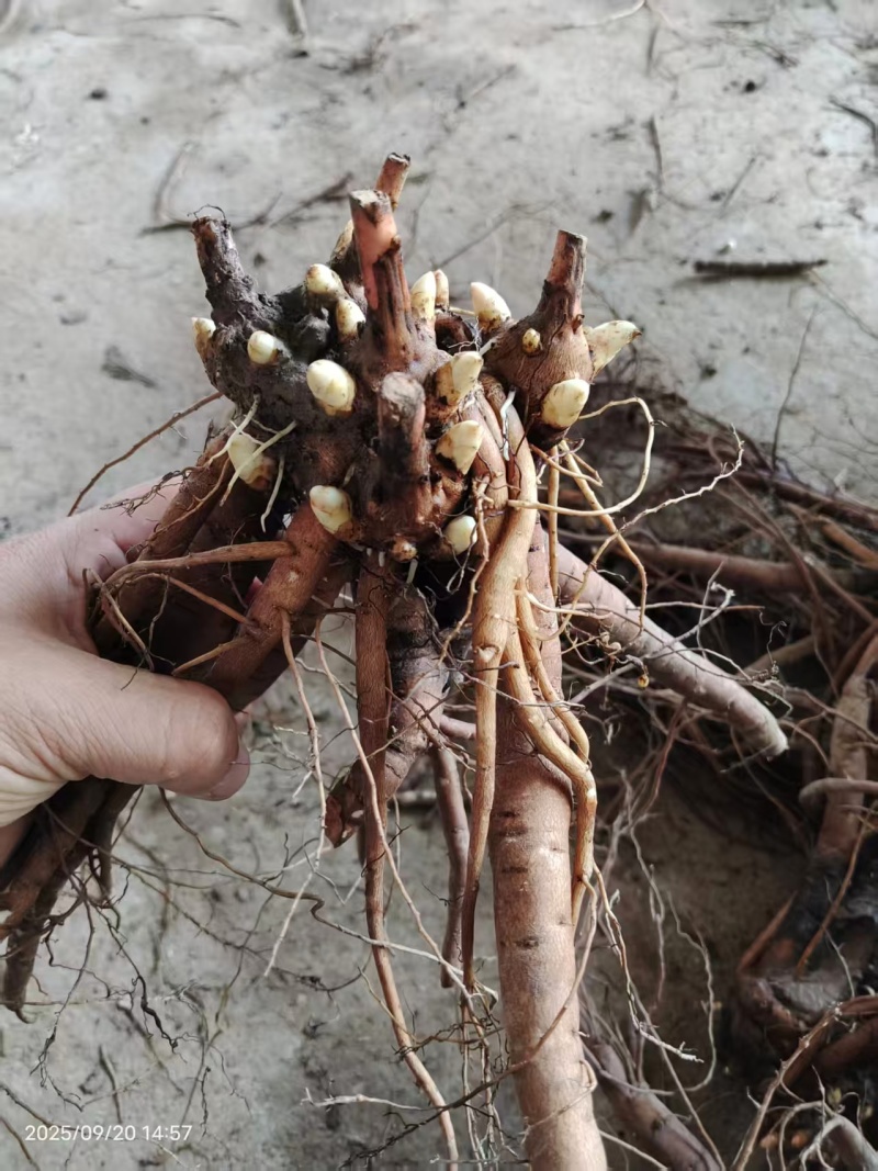芍药种生粉，山东产地大量发货，规格齐全，质量保证
