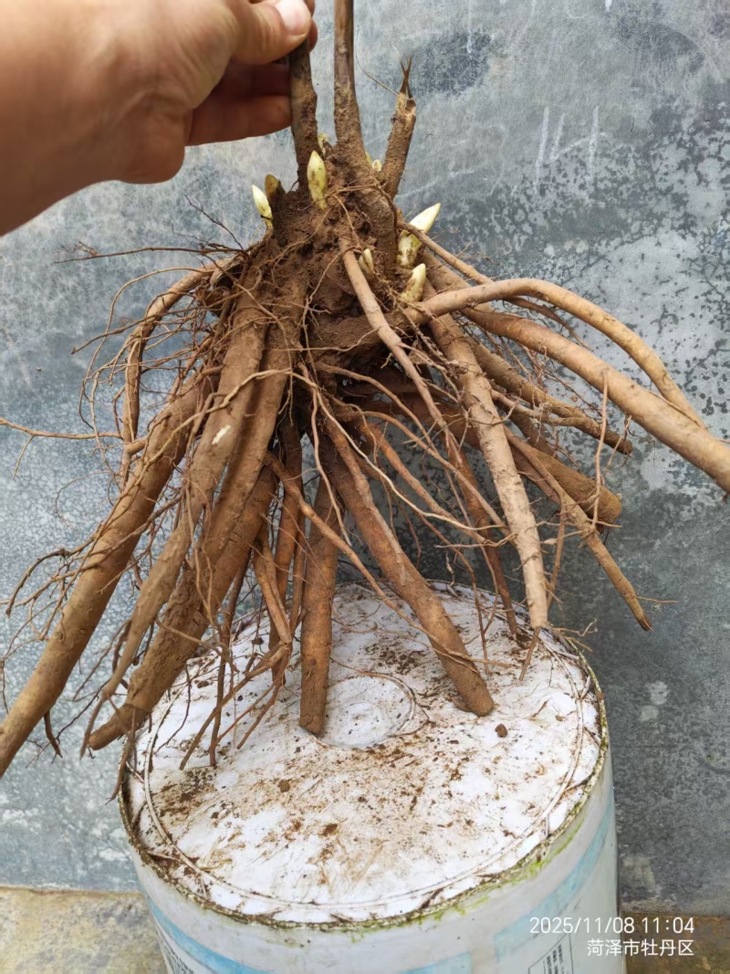 芍药种生粉，山东产地大量发货，规格齐全，质量保证