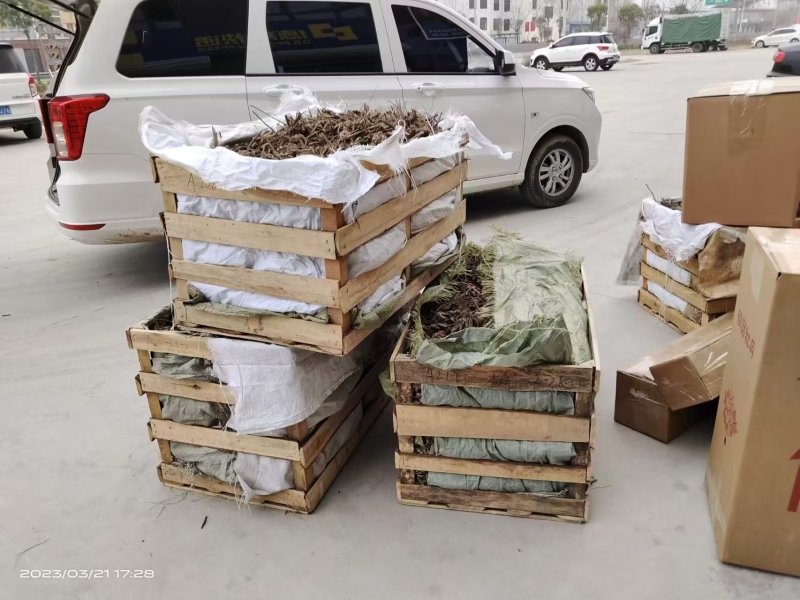 芍药红峰，山东产地大量发货，规格齐全，品种保证