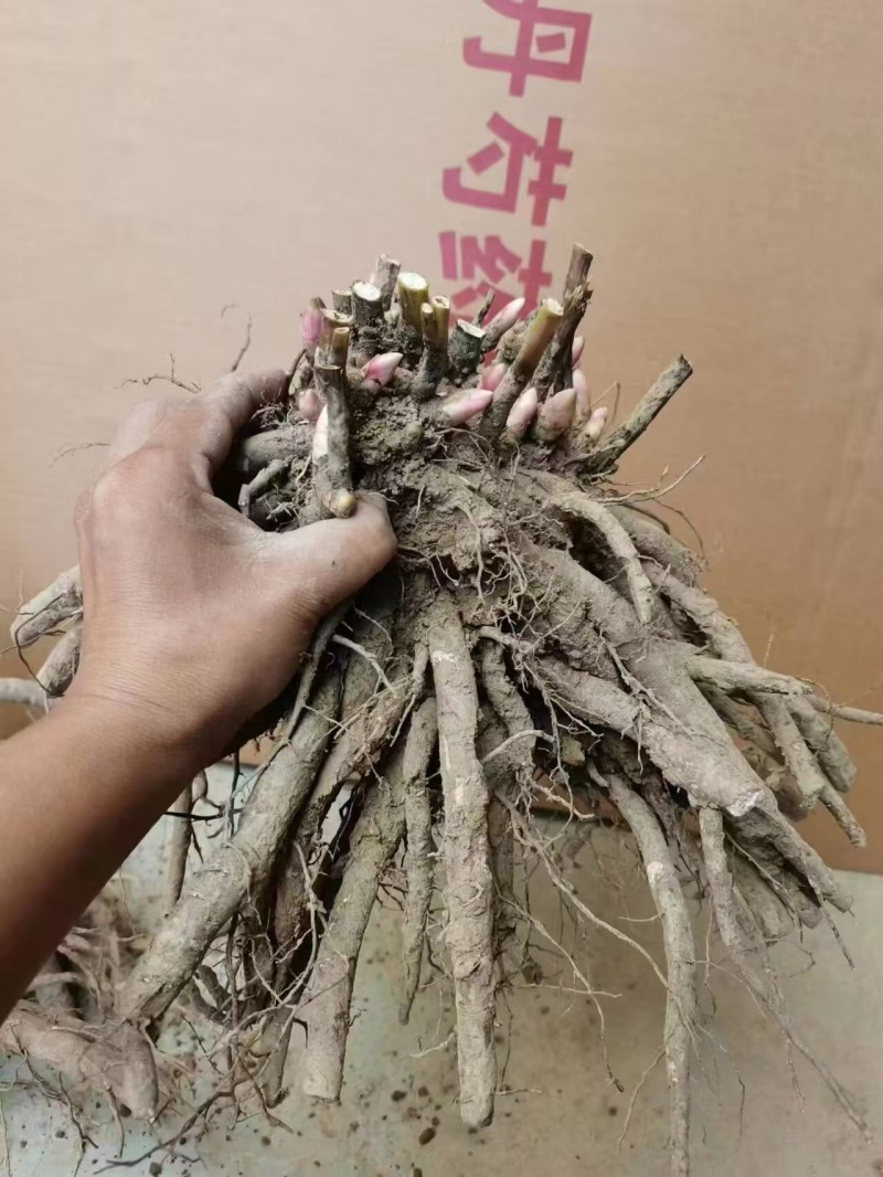 芍药红峰，山东产地大量发货，规格齐全，品种保证