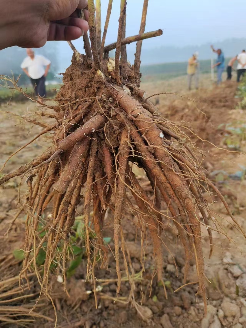 芍药红峰，山东产地大量发货，规格齐全，品种保证