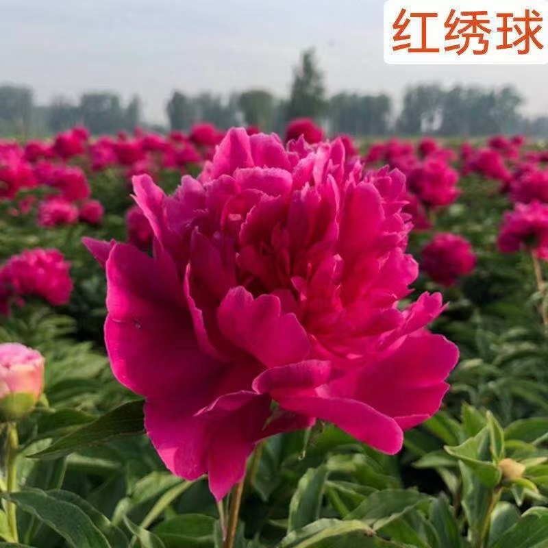 芍药红绣球，山东产地大量发货，规格齐全，欢迎咨询合作