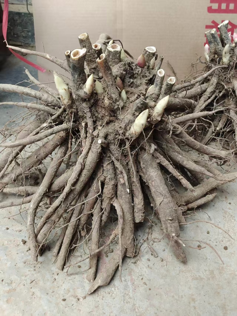 芍药红绣球，山东产地大量发货，规格齐全，欢迎咨询合作