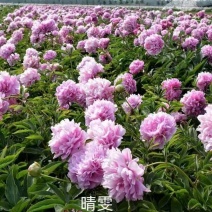 芍药晴雯，产地大量发货，规格齐全，实力供货