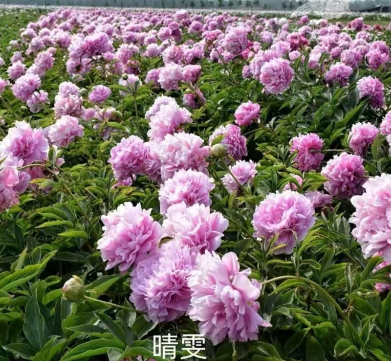芍药晴雯，产地大量发货，规格齐全，实力供货