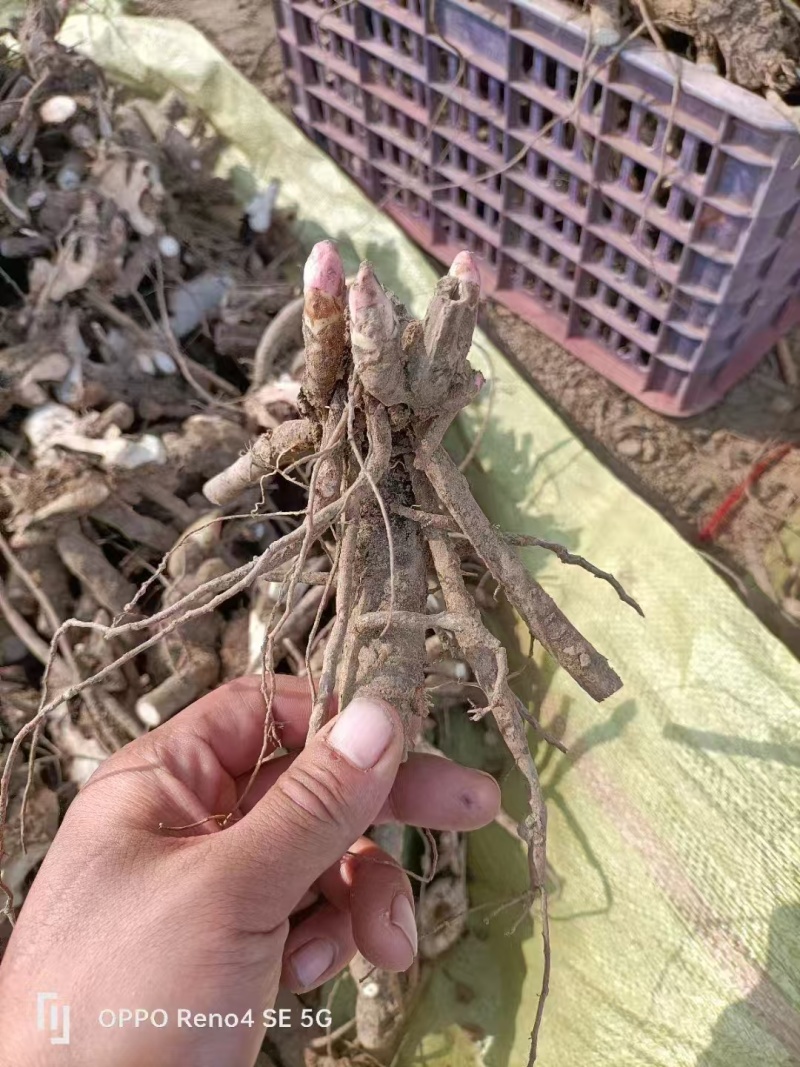 芍药晴雯，产地大量发货，规格齐全，实力供货