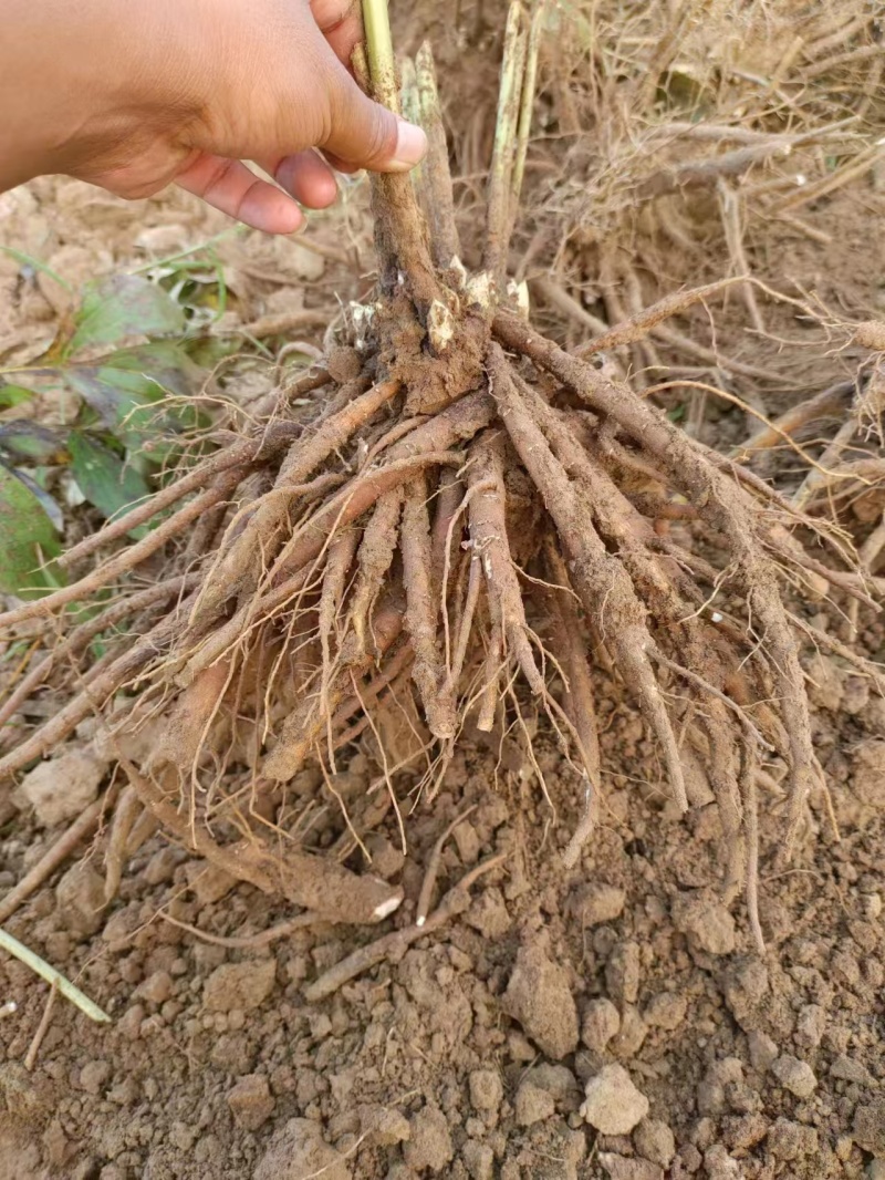 芍药晴雯，产地大量发货，规格齐全，实力供货