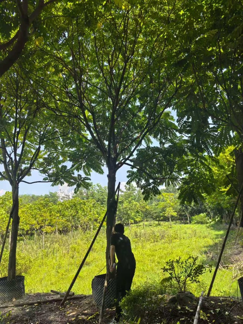 麻楝15公分全冠