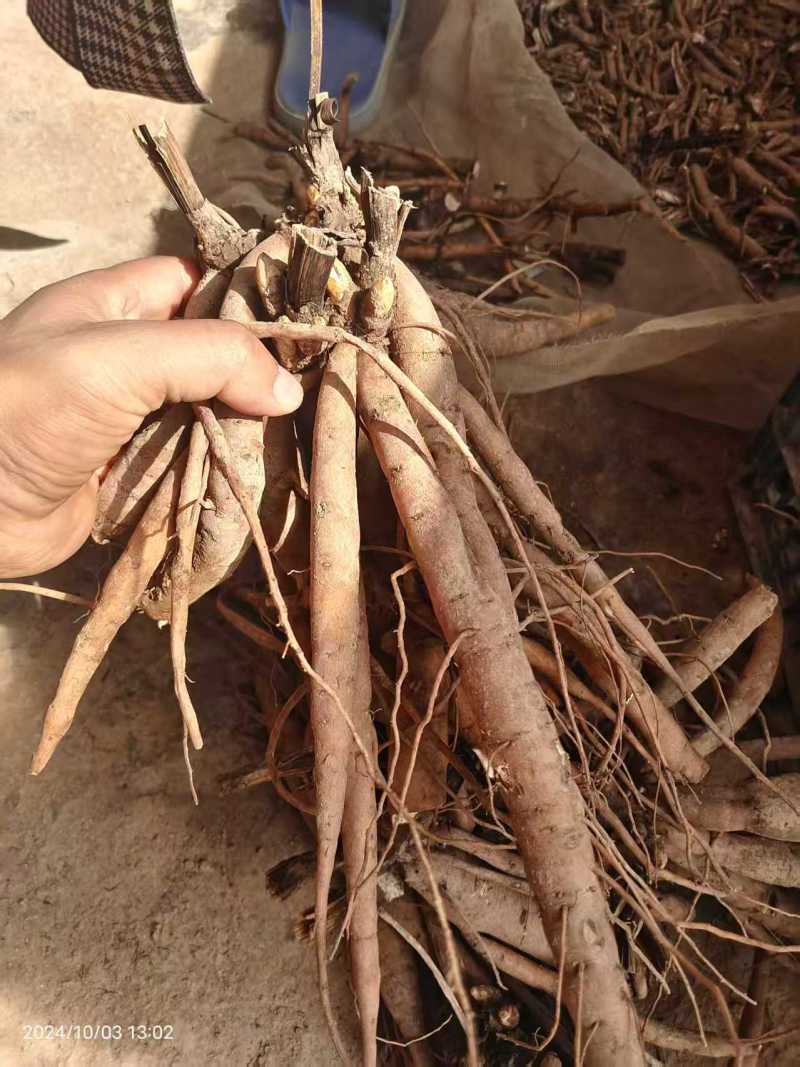 芍药，规格齐全，几十个品种，欢迎咨询咨询