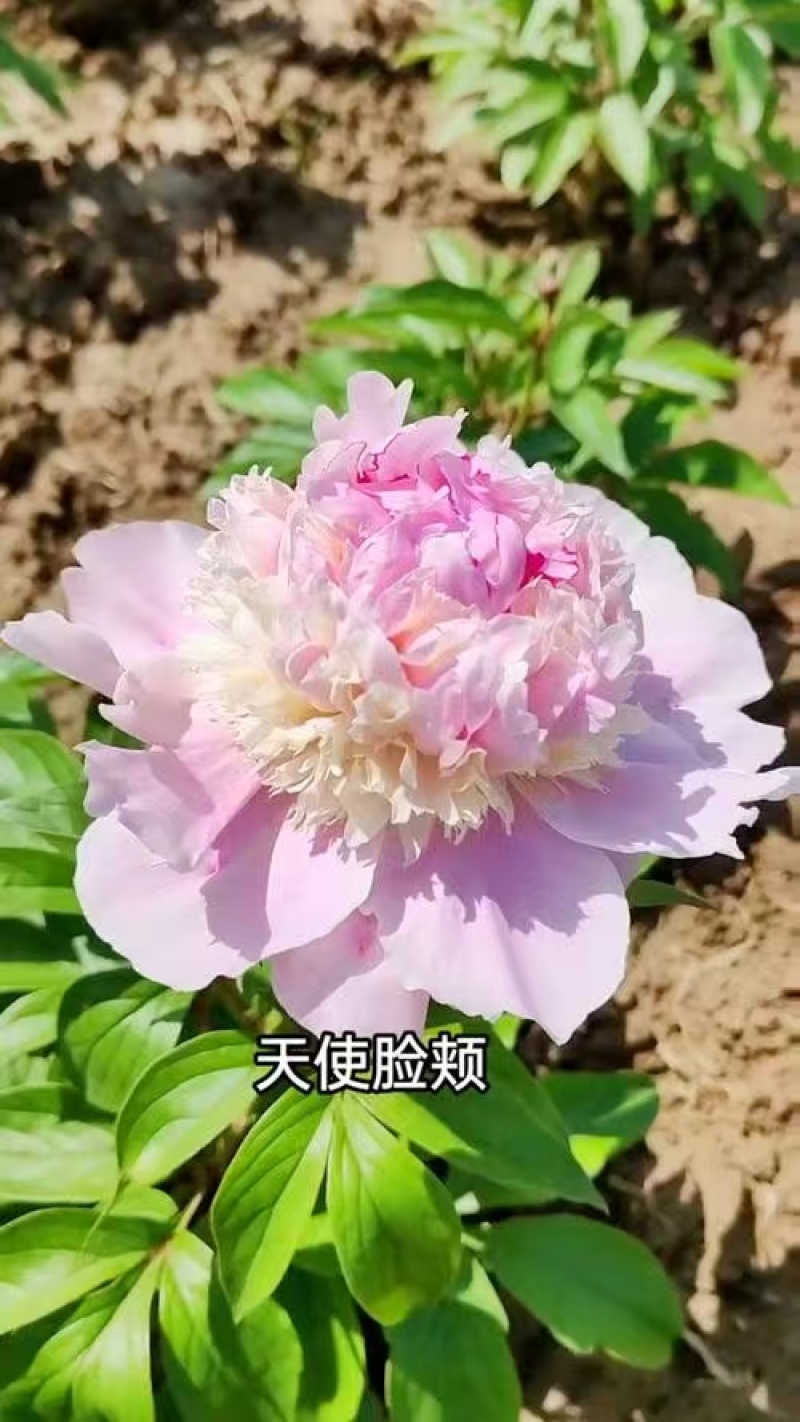 芍药，规格齐全，几十个品种，欢迎咨询咨询
