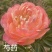芍药，规格齐全，几十个品种，欢迎咨询咨询