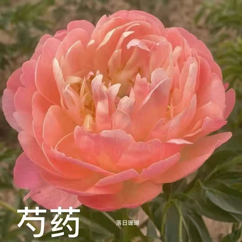 芍药，规格齐全，几十个品种，欢迎咨询咨询