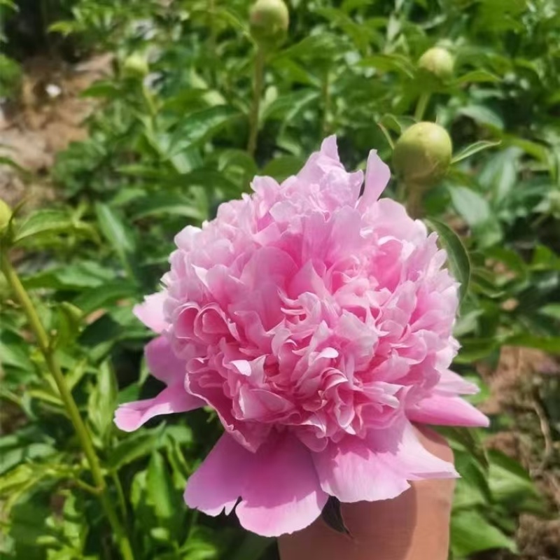 芍药，规格齐全，几十个品种，欢迎咨询咨询