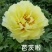 芍药，规格齐全，几十个品种，欢迎咨询咨询