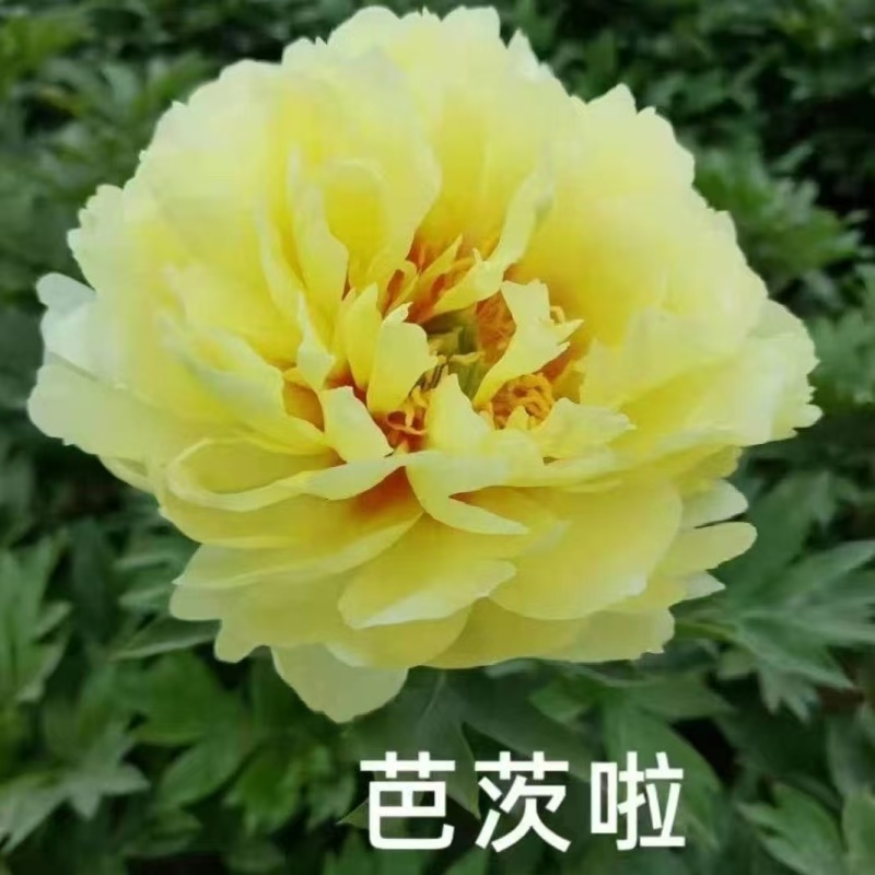 芍药，规格齐全，几十个品种，欢迎咨询咨询