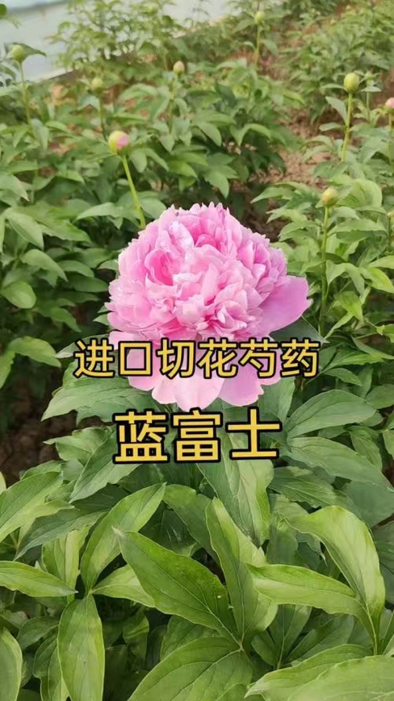 芍药，规格齐全，几十个品种，欢迎咨询咨询
