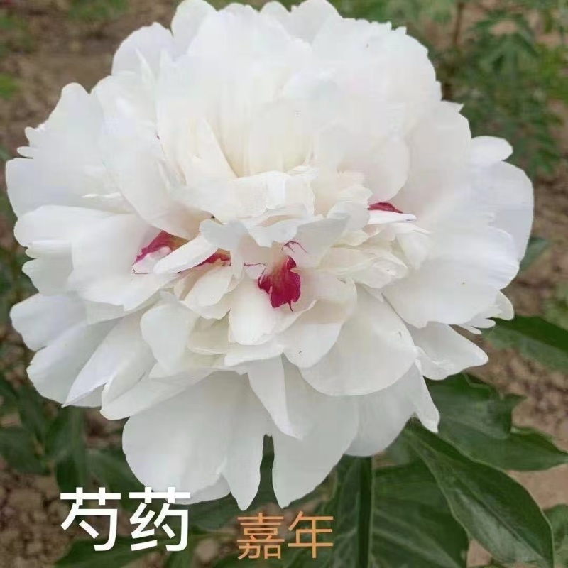 芍药，规格齐全，几十个品种，欢迎咨询咨询