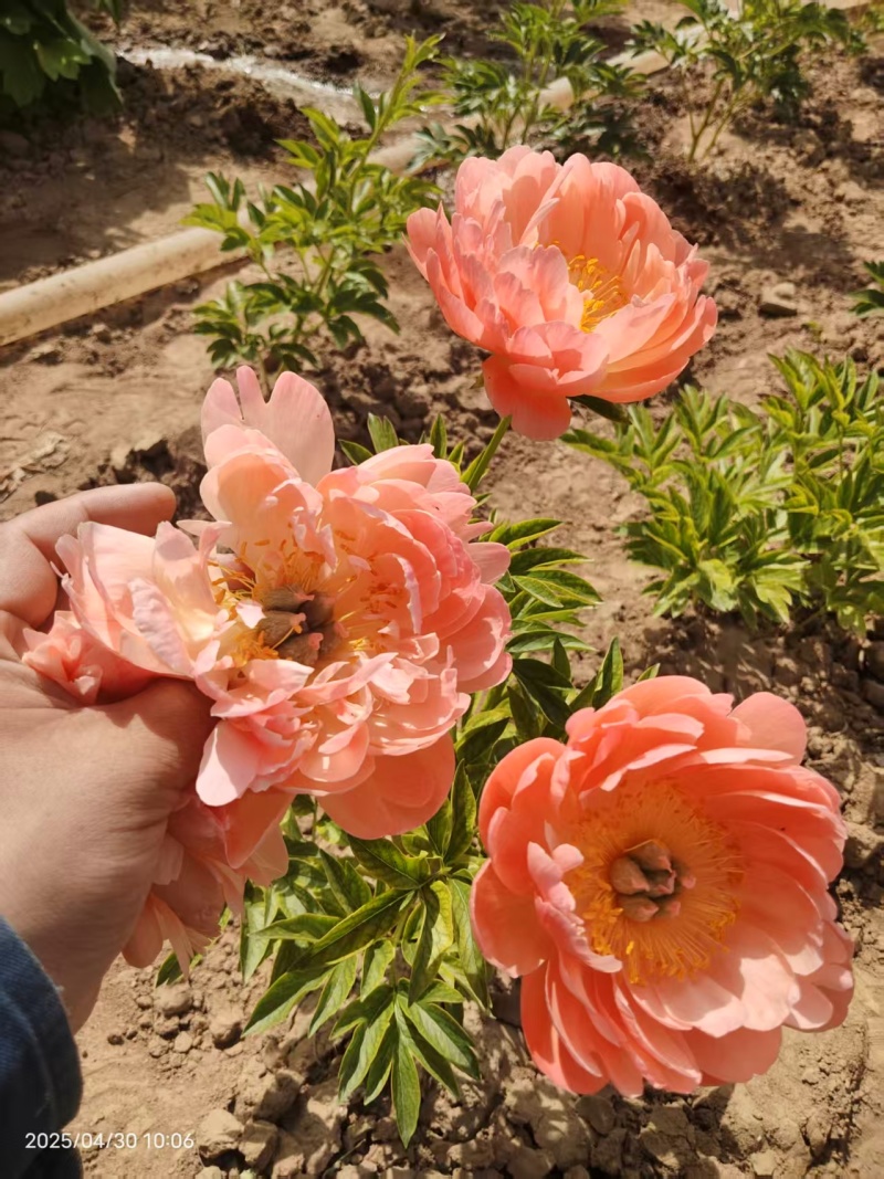 芍药，规格齐全，几十个品种，欢迎咨询咨询