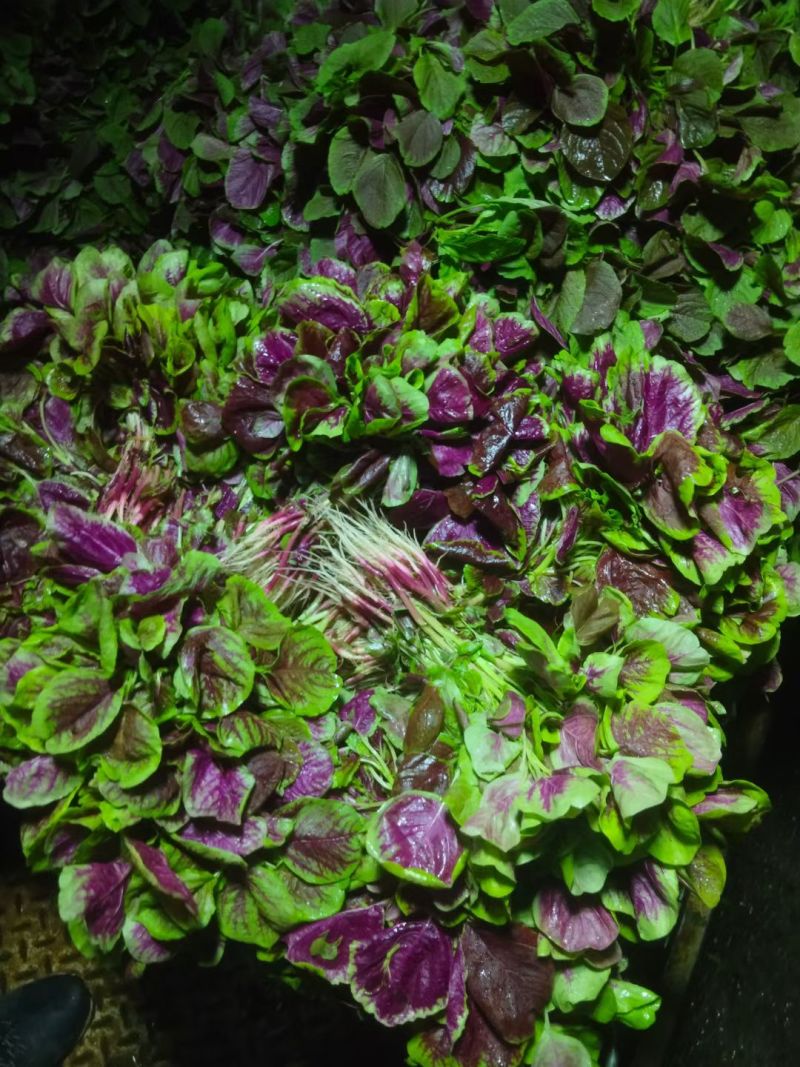 湖北荆州汉菜上市中。