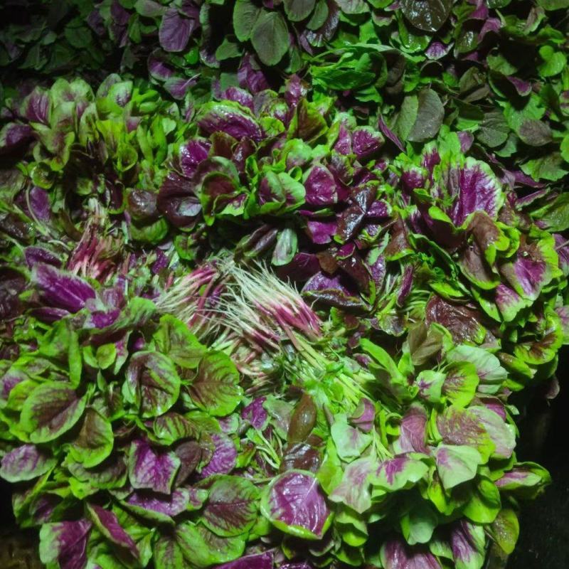 湖北荆州汉菜上市中。
