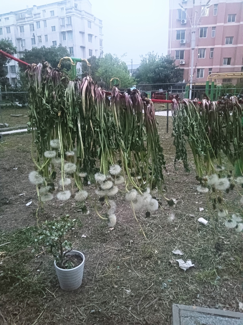蒲公英干货