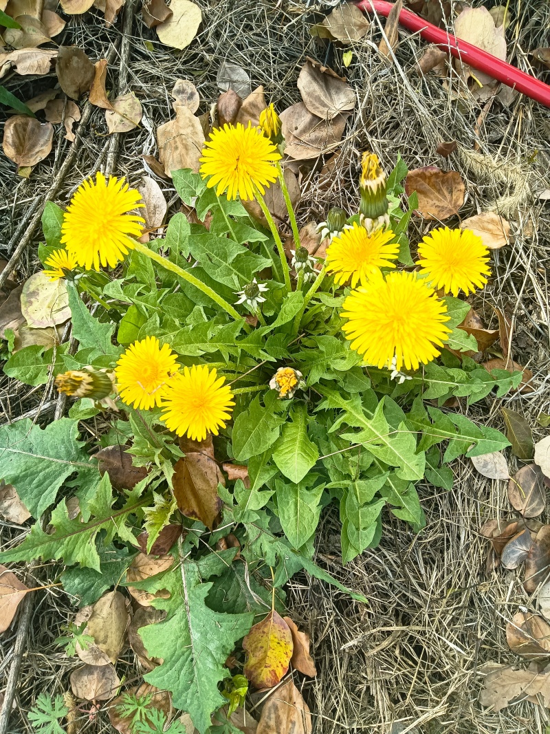 蒲公英干货