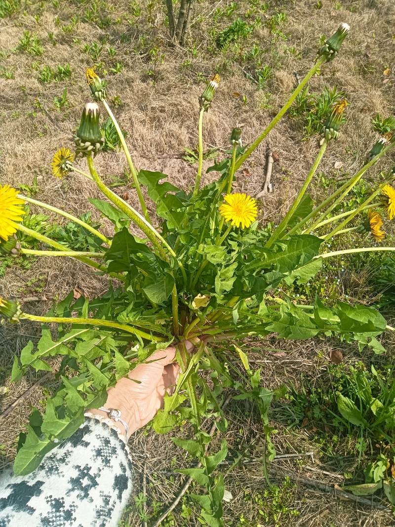 蒲公英干货